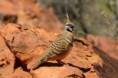 /album/photo-gallery-wildlife1/spinifex-pigeon-geophaps-plumifera-kings-canyon-jpg/
